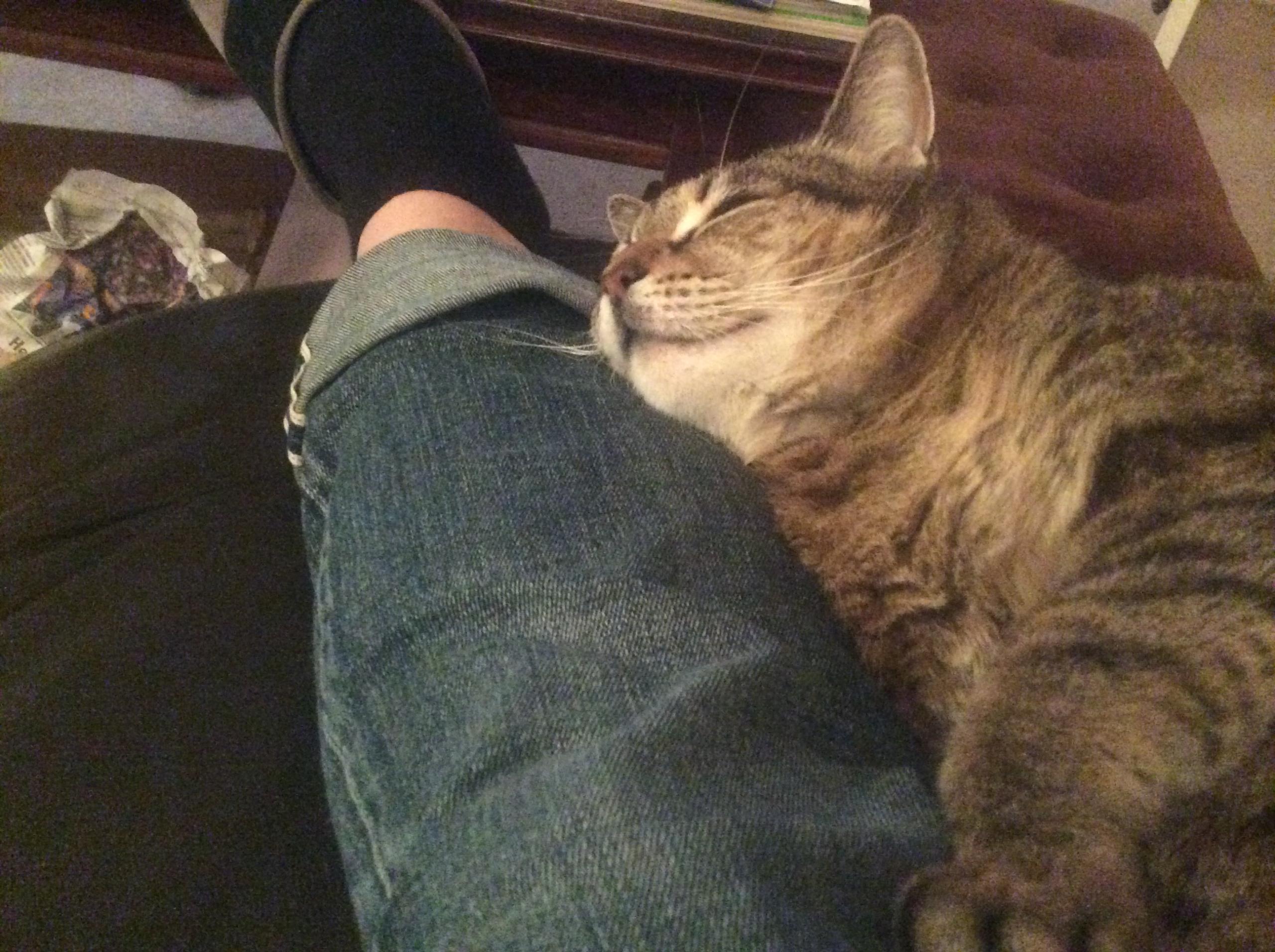 Kitty